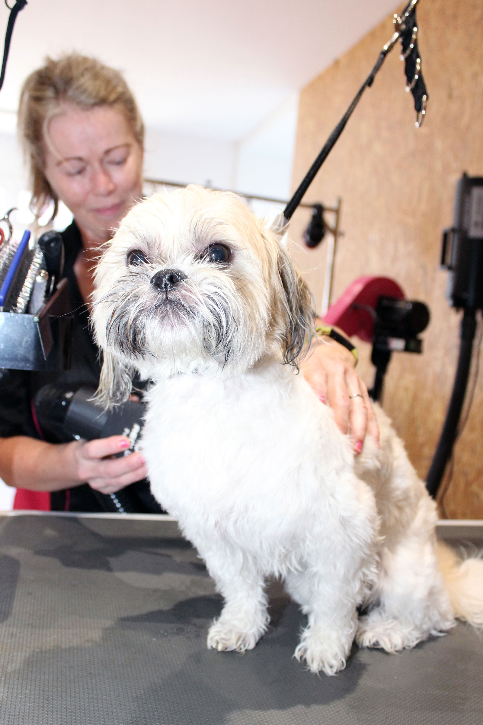 Dog & Cat Grooming Training Courses