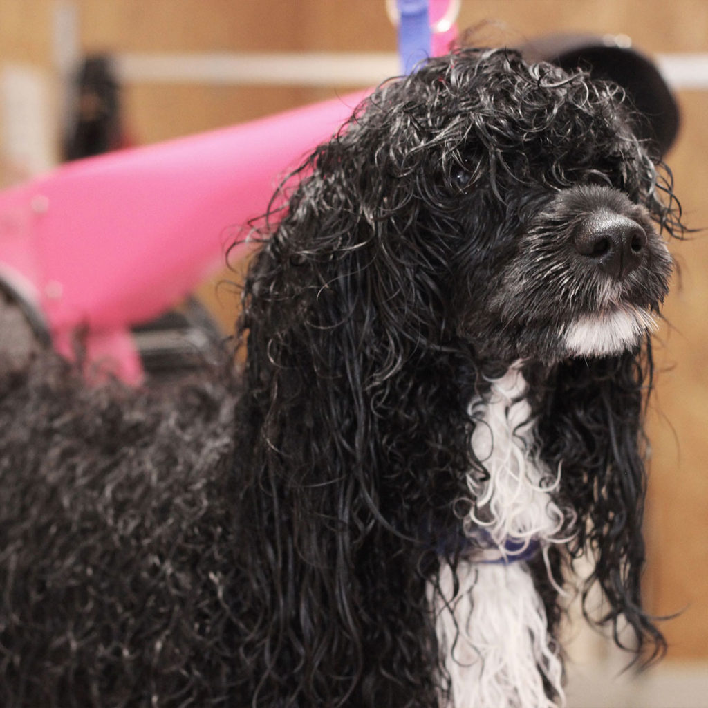 One Day Dog Grooming Trial Ayrshire Grooming Academy